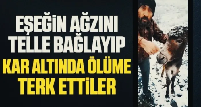 Eşeğin ağzını telle bağlayıp kar altında ölüme terk ettiler