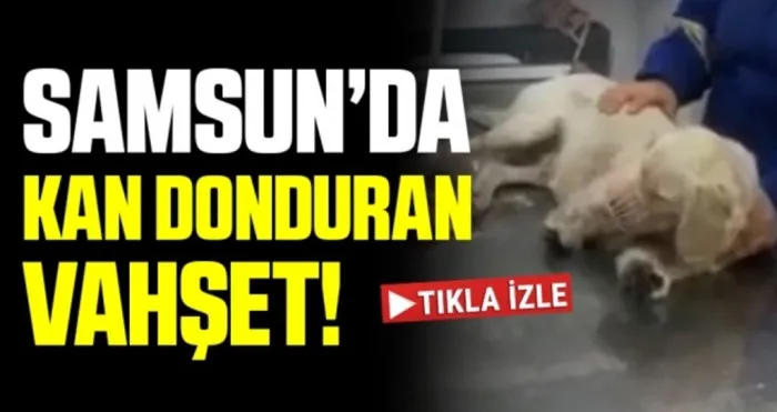 Havza'da kan donduran vahşet