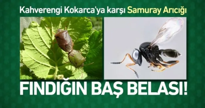 Kahverengi Kokarca'ya Karşı Samuray Arıcığı İthal Edelim Önerisi