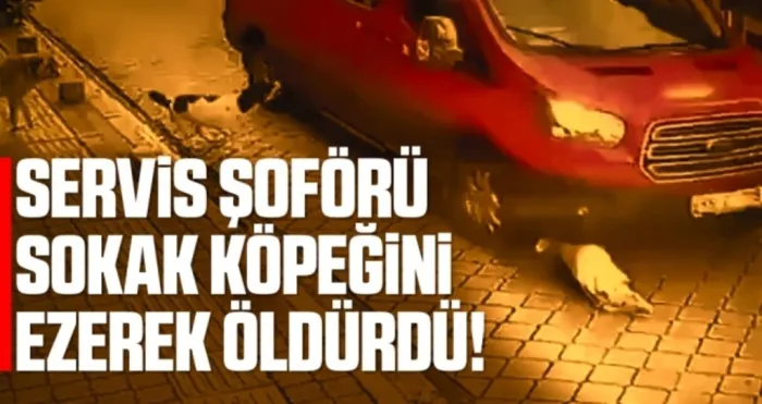 Servis şoförü sokak köpeğini ezerek öldürdü