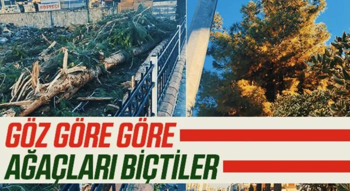 Türk İş Eğitim Merkezi'nde Göz göre göre ağaçları biçtiler