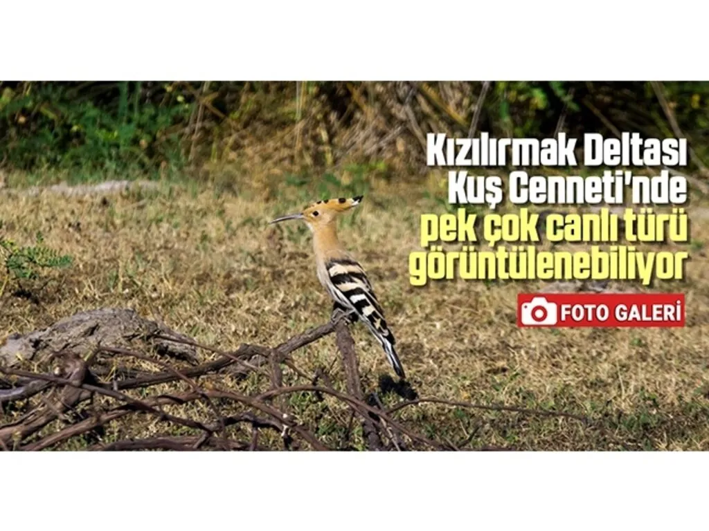 Kızılırmak Deltası Kuş Cenneti'nde pek çok canlı türü görüntülenebiliyor