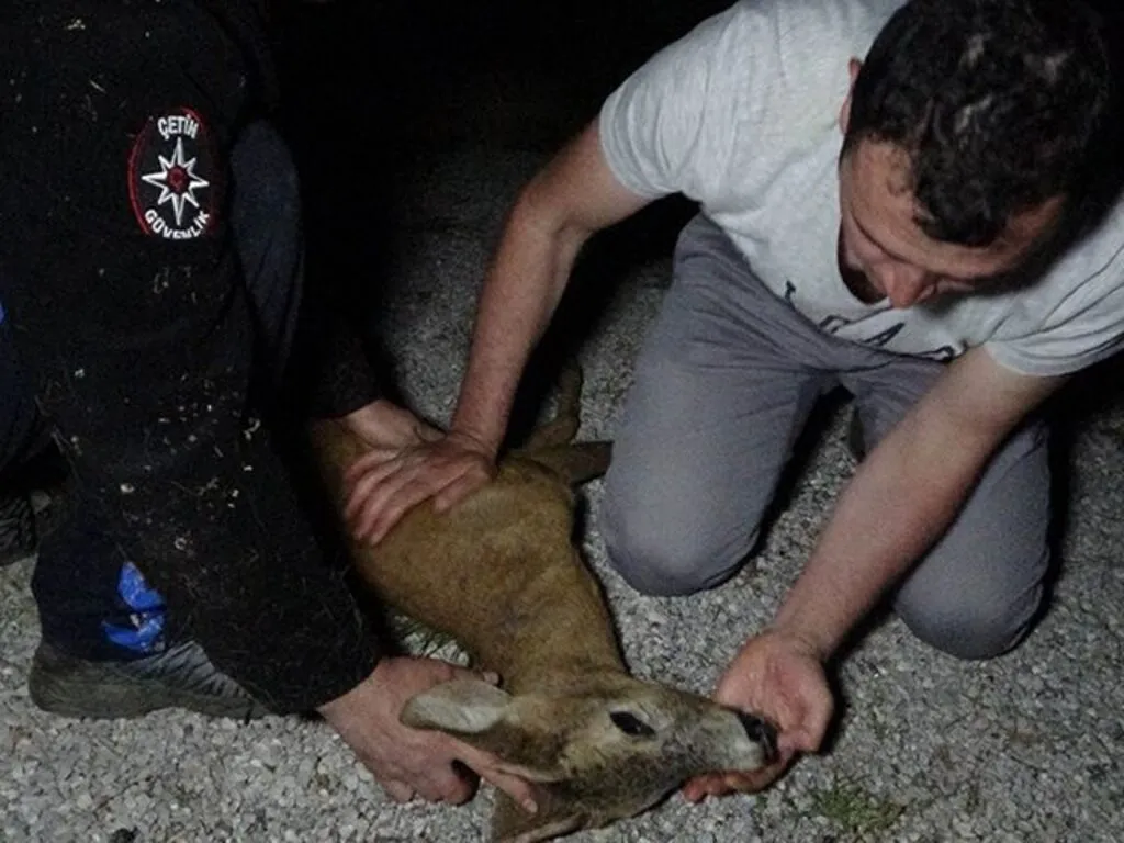 Kalbi duran yaralı karacaya suni teneffüs ve kalp masajı yaptılar