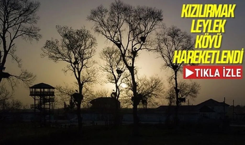 Kızılırmak Deltası Kuş Cenneti'ndeki "Leylek Köyü" hareketlendi