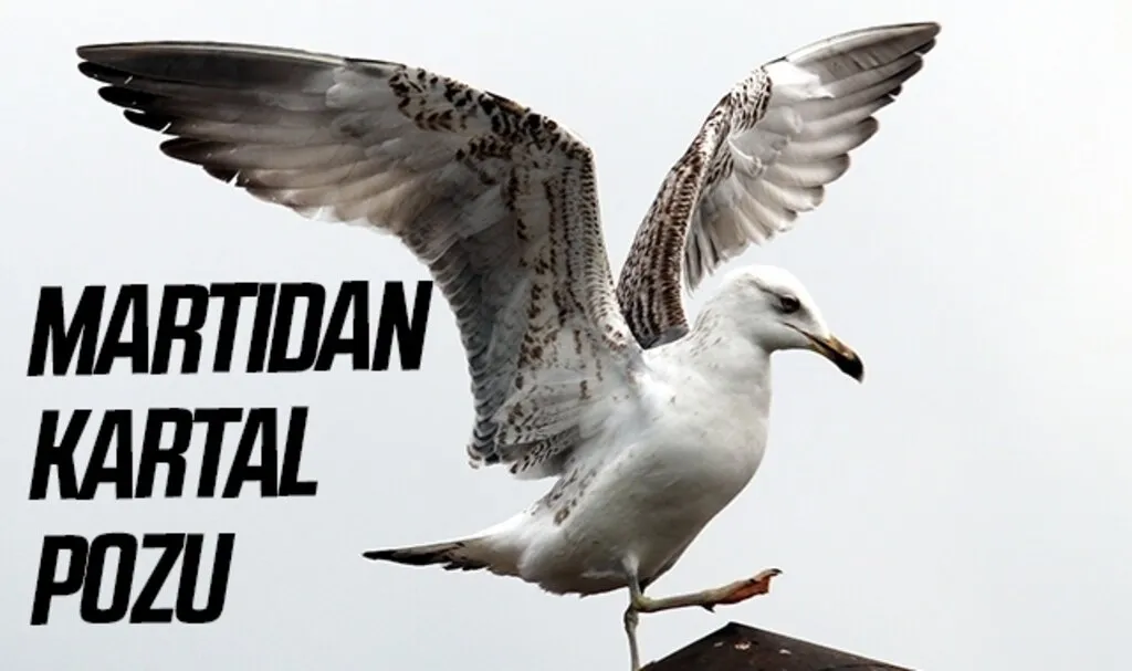 Martıdan kartal pozu