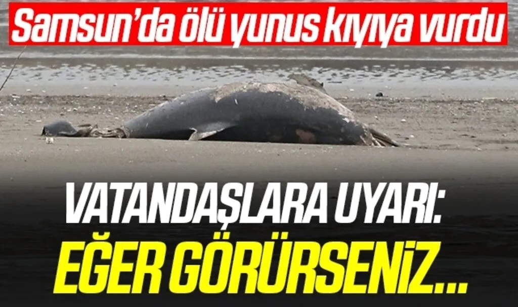 Samsun'da Kıyıya Ölü Yunus Balığı Vurdu