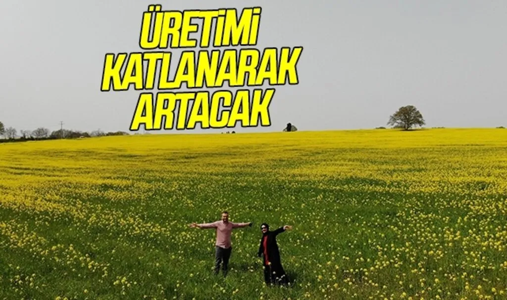 Yüzde 50 yağ oranına sahip kanolanın üretimi katlanarak artacak