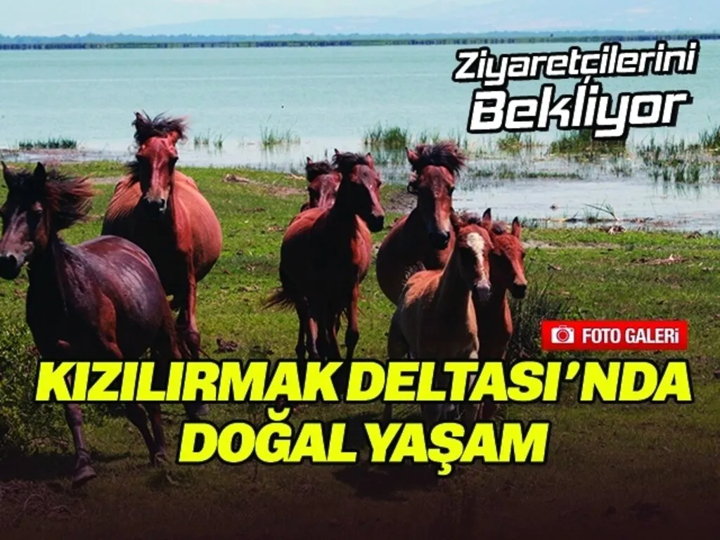 Kızılırmak Deltası'nda Doğal Yaşam Ziyaretçilerini Bekliyor