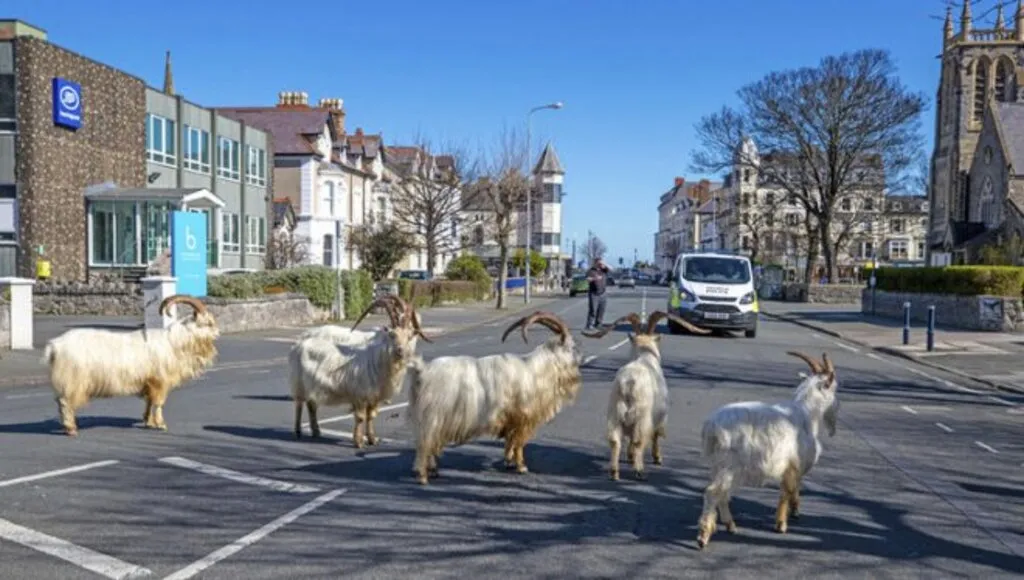 Ölüm parkı! Yan yana dizildiler... - Resim 7