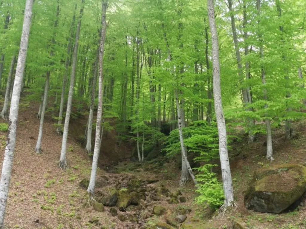 Dört Mevsim Samsun Fotoğrafları - Resim 8