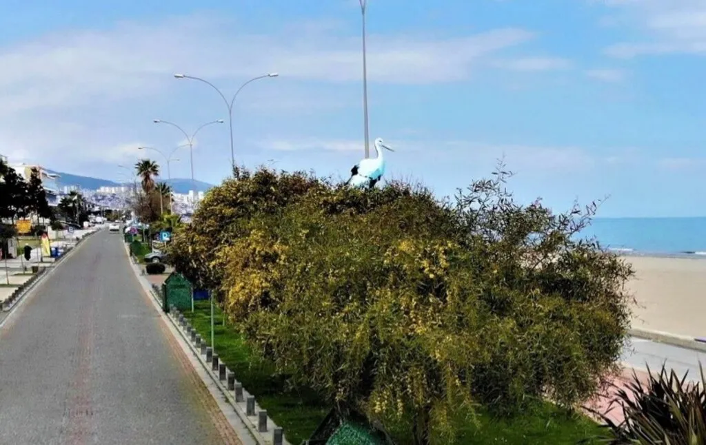 Baharın gelişiyle açan mimozalar renkli görüntüler oluşturdu - Resim 3
