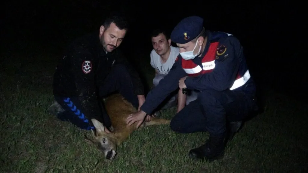 Kalbi duran yaralı karacaya suni teneffüs ve kalp masajı yaptılar - Resim 1