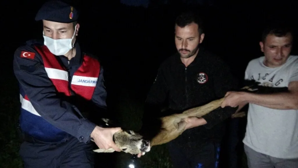 Kalbi duran yaralı karacaya suni teneffüs ve kalp masajı yaptılar - Resim 2