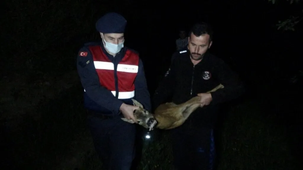 Kalbi duran yaralı karacaya suni teneffüs ve kalp masajı yaptılar - Resim 3