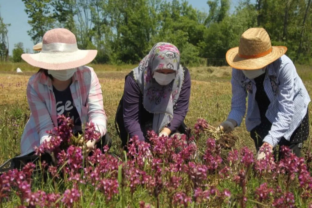 Samsun'da çiftçinin yeni gelir kapısı "salep orkidesi"nin hasadı başladı - Resim 1