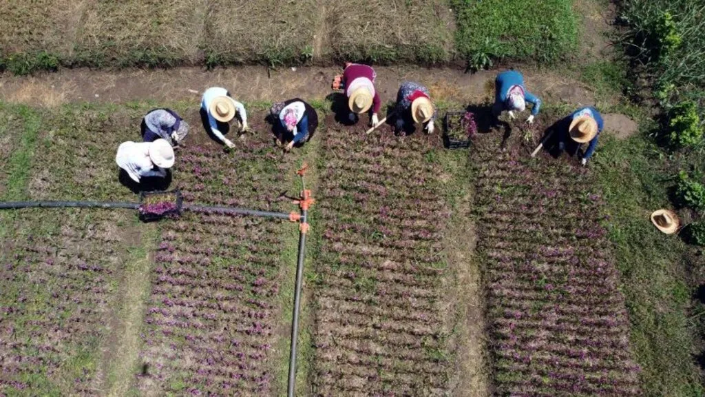 Samsun'da çiftçinin yeni gelir kapısı "salep orkidesi"nin hasadı başladı - Resim 10