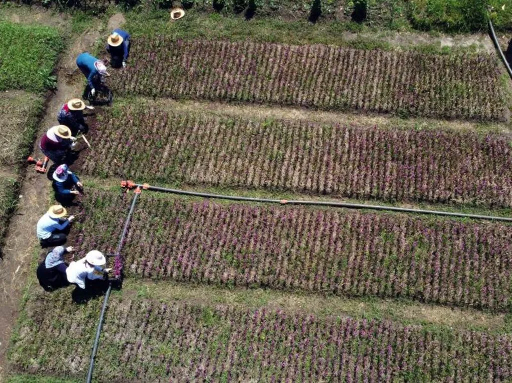 Samsun'da çiftçinin yeni gelir kapısı "salep orkidesi"nin hasadı başladı - Resim 11