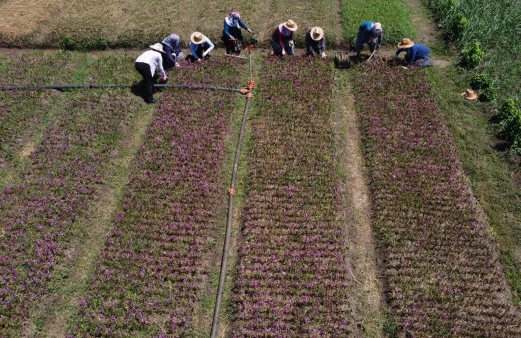 Samsun'da çiftçinin yeni gelir kapısı "salep orkidesi"nin hasadı başladı - Resim 12