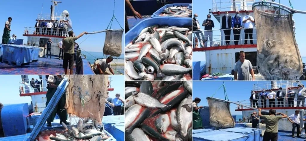 Samsun’da Türk Somonu Hasadı - Resim 15