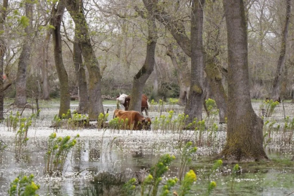 Kuş Cenneti’nde su papatyası güzelliği - Resim 2