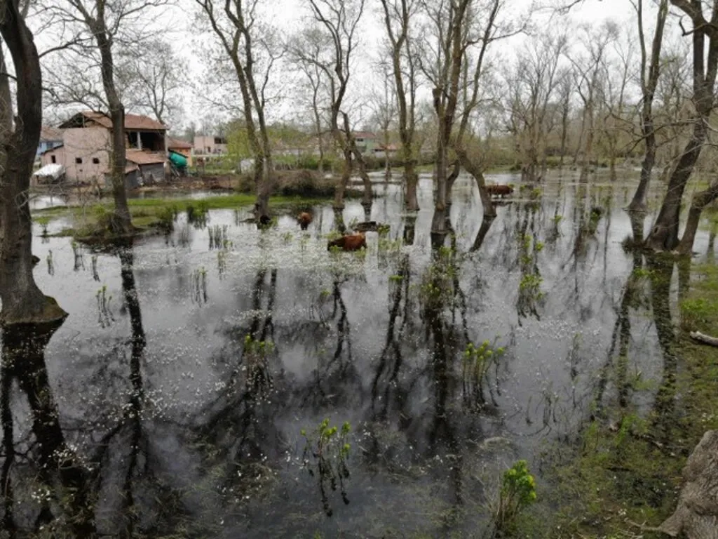 Kuş Cenneti’nde su papatyası güzelliği - Resim 3