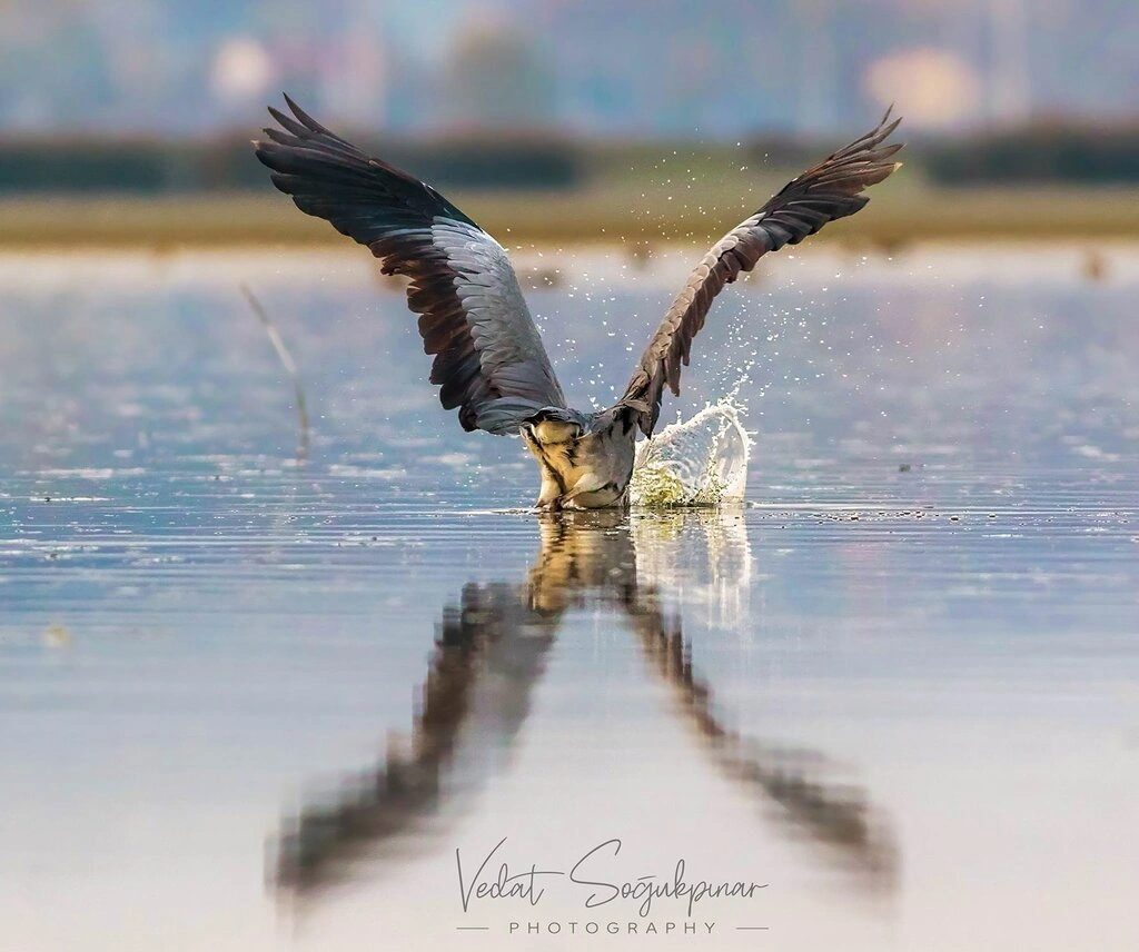 Fotoğraf tutkunu savcı, 350'ye yakın kuş türünü fotoğrafladı - Resim 10