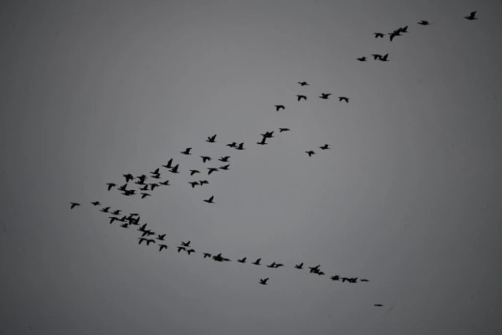 Kızılırmak Deltası Her Yıl Yüzlerce Kuş Türünü Ağırlıyor - Resim 6