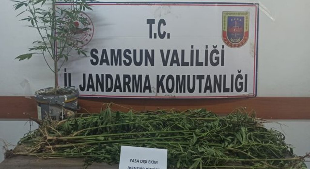 Samsun'da uyuşturucu operasyonunda 33 kök Hint keneviri ele geçirildi