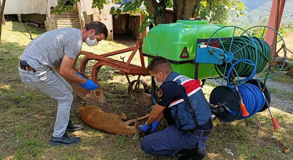 Samsun'da yaralı bulunan karaca milli parklar görevlilerine teslim edildi