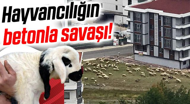 Samsun'da Hayvancılığın betonla savaşı!