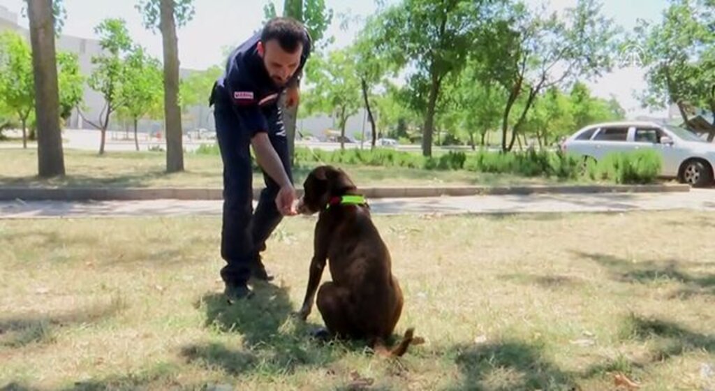 Karadeniz Bölgesi'ne özgü köpek ırkları dünyaya tanıtılacak