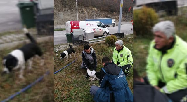 Samsun'da yaralı sokak köpeğine trafik polisleri sahip çıktı