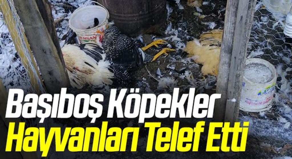 Samsun'da Başıboş Köpekler Hayvanları Telef Etti
