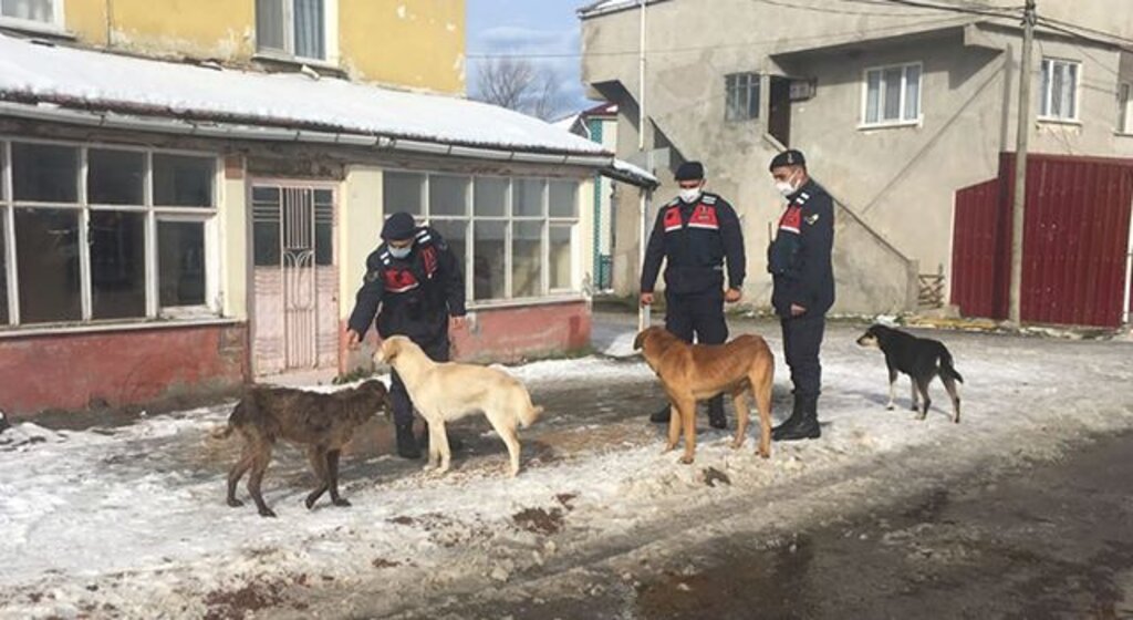 Jandarma sokak hayvanlarını unutmadı