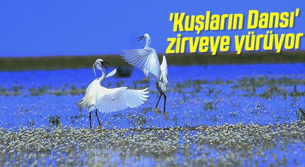 'Kuşların Dansı' zirveye yürüyor