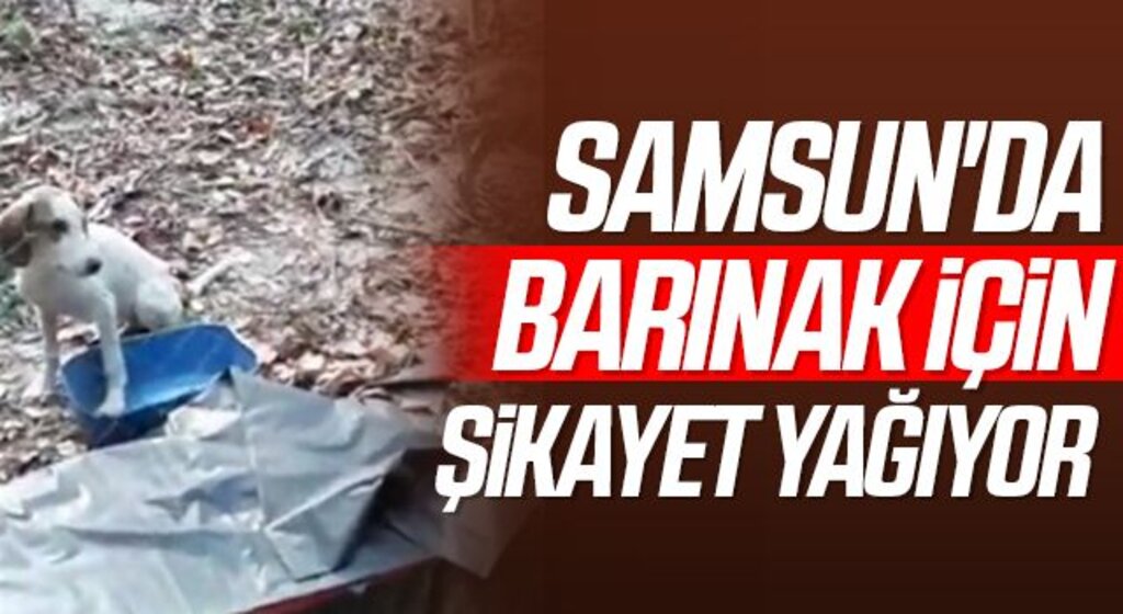 Samsun'da Barınak İçin Şikayet Yağıyor