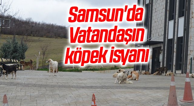 Samsun'da Vatandaşın köpek isyanı
