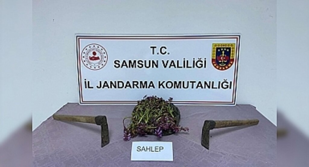 Samsun'da İzinsiz Salep Toplamaya Ceza Yağdı