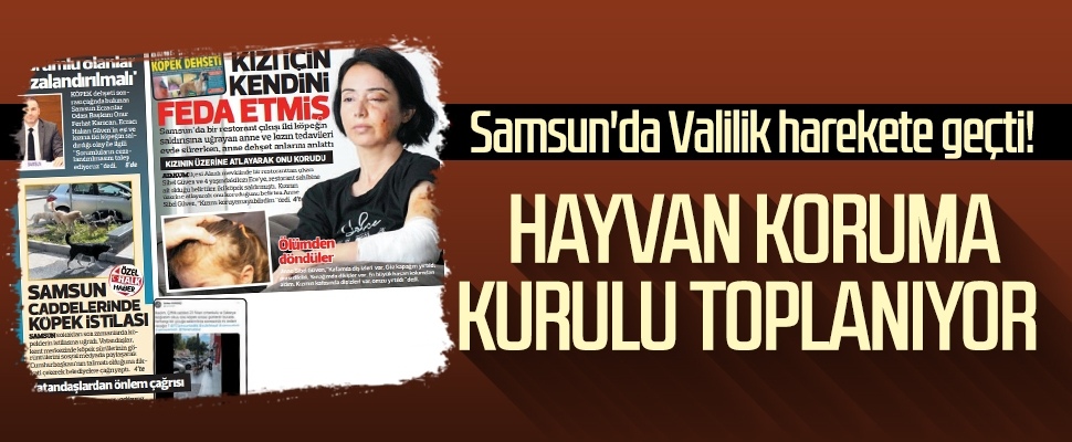 Samsun'da Valilik harekete geçti! Hayvan Koruma Kurulu toplanıyor 