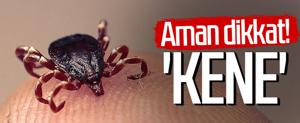 Aman dikkat! 'Kene'