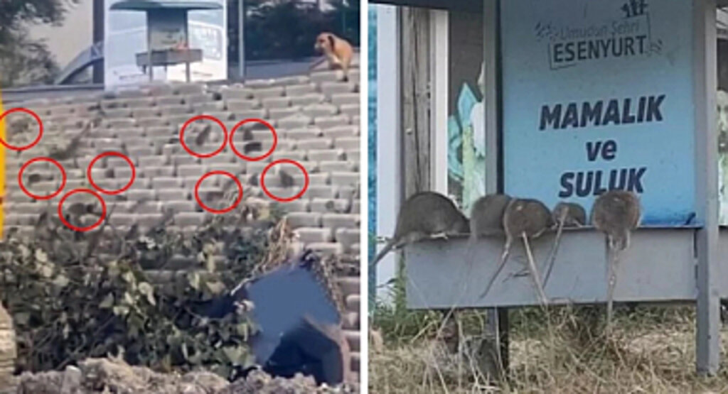Görüntüler endişe verici! İlçeyi fareler bastı, belediye uyuyor
