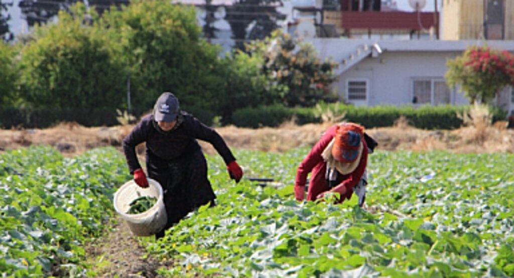 Hıyar Hasadı Başladı Tarladaki Fiyatı 30 TL
