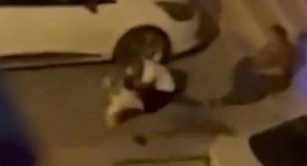 Pitbull Saldırısı: 3 Kişi Yaralandı