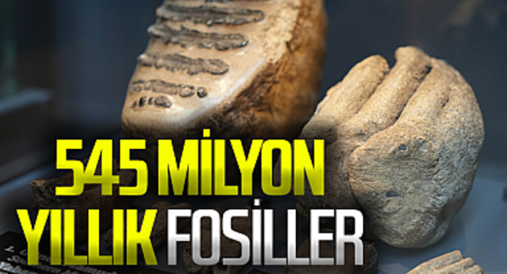 Samsun Müzesi'nde sergilenen 545 milyon yıllık fosiller yoğun ilgi çekiyor