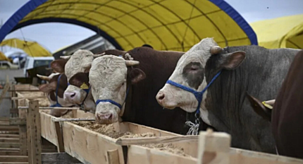 Bu Bayram Kurbanlık Hayvan Bulmak Sorun Olmayacak