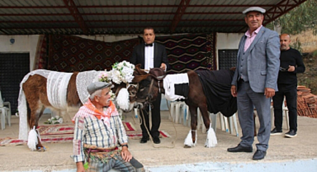 İki Eşeği Nikah Kıyıp Evlendirdiler