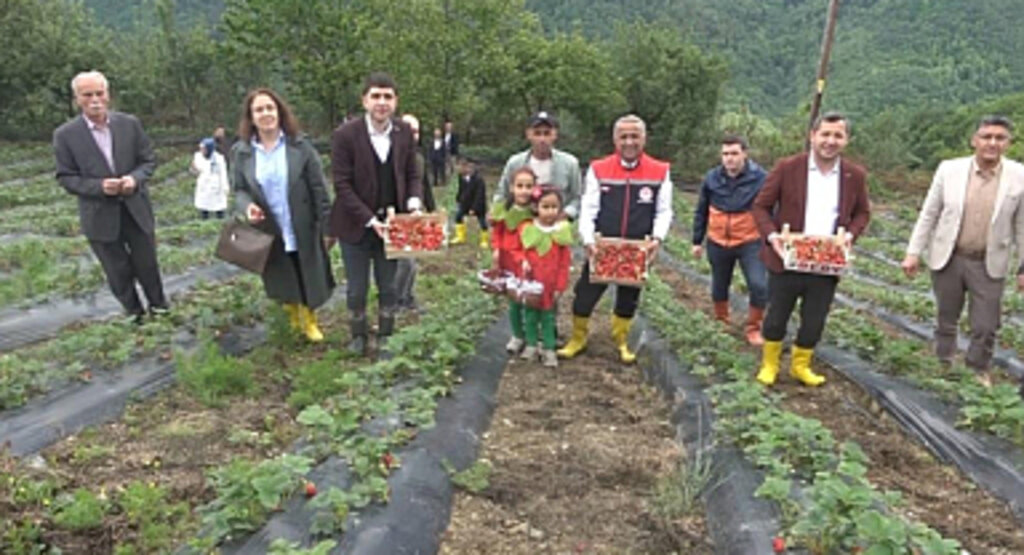 Samsun'da Bin Rakımda Yetişen Alaçam Çileği Pazar Sorunu Yaşamıyor