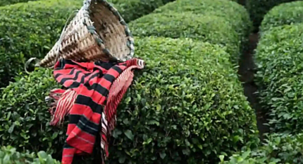 Tarım ve Orman Bakanlığı: 2024 Yılı Yaş Çay Alım Fiyatı Belli Oldu