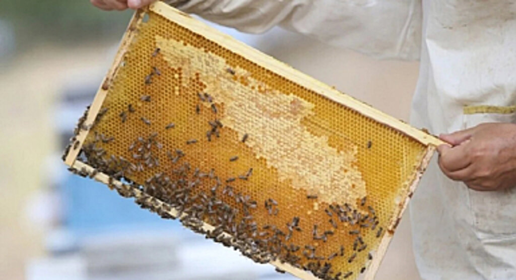 Türkiye'nin Bal İhracatı Ekonomiye Tatlı Bir Katkı Sağlıyor