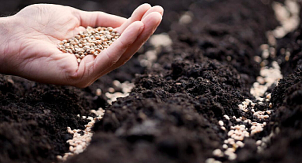 Türkiye'nin tohum ihracatı artıyor